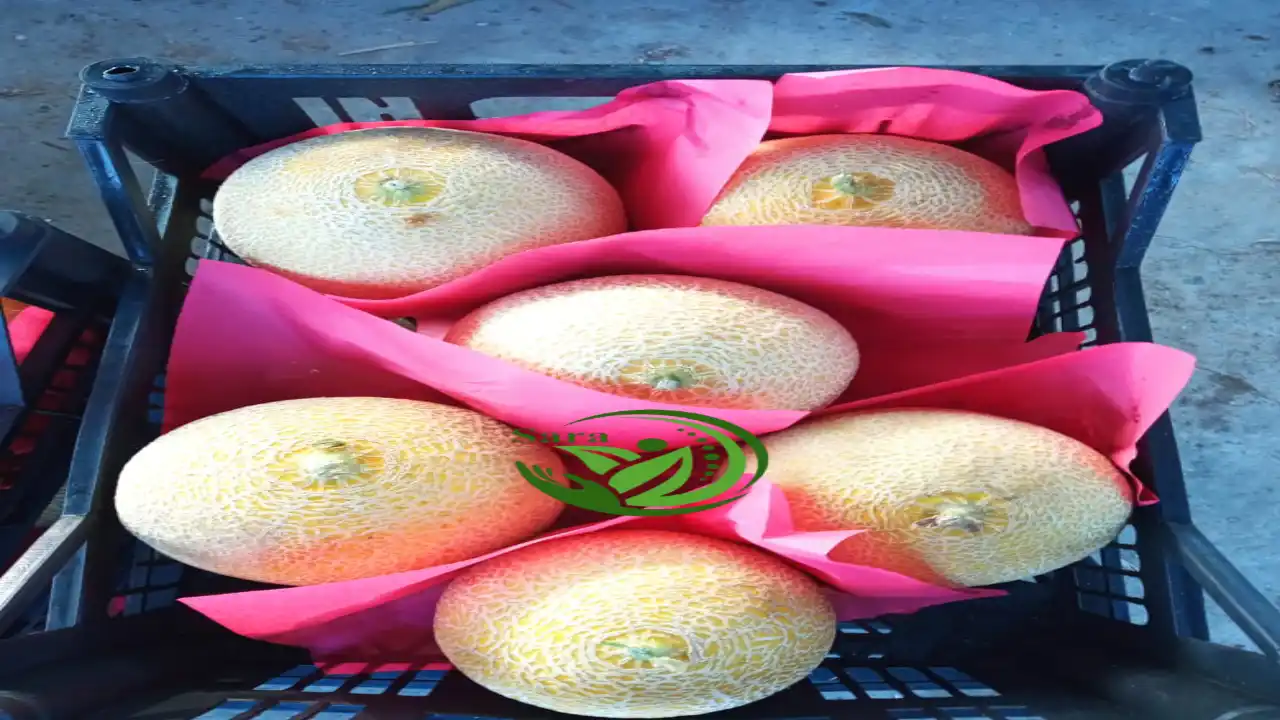 Buy Fresh Cantaloupe Egypt Supplier